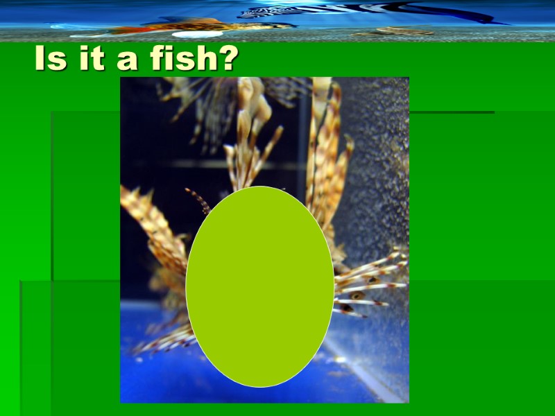 Is it a fish?